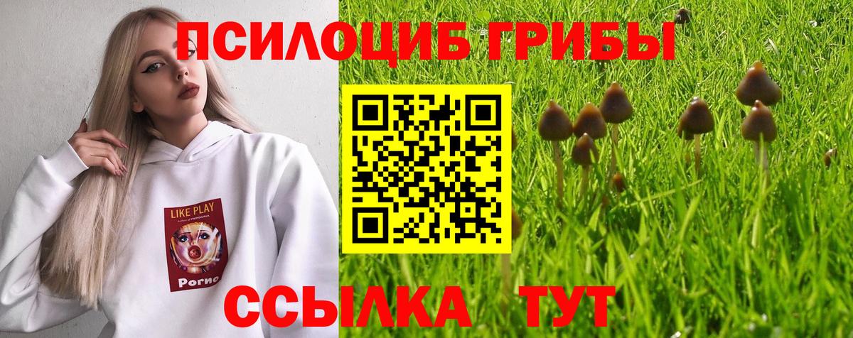 Псилоцибиновые грибы Psilocybe Арзамас
